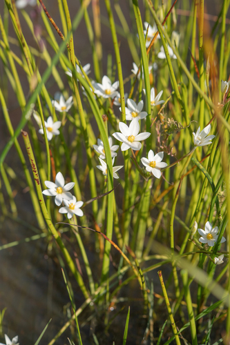 Pauridia aquatica (Pauridia aquatica)