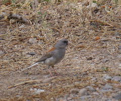 Junco hyemalis caniceps