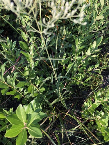 Image of Eupatorium leucolepis by (c) Will McFarland, some rights reserved (CC BY)