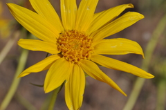 Helianthus cusickii