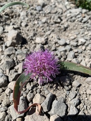 Allium platycaule