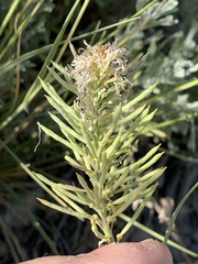 Thelypodium crispum