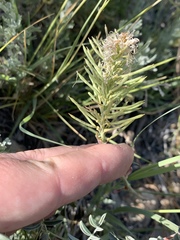 Thelypodium crispum