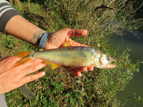 Shortmouth pike characin (Oligosarcus brevioris) — Characidae — 3
