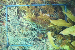 Xiphophora chondrophylla