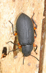 Haplandrus fulvipes