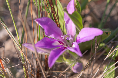 Late Bobbejaantjie (Babiana nana)