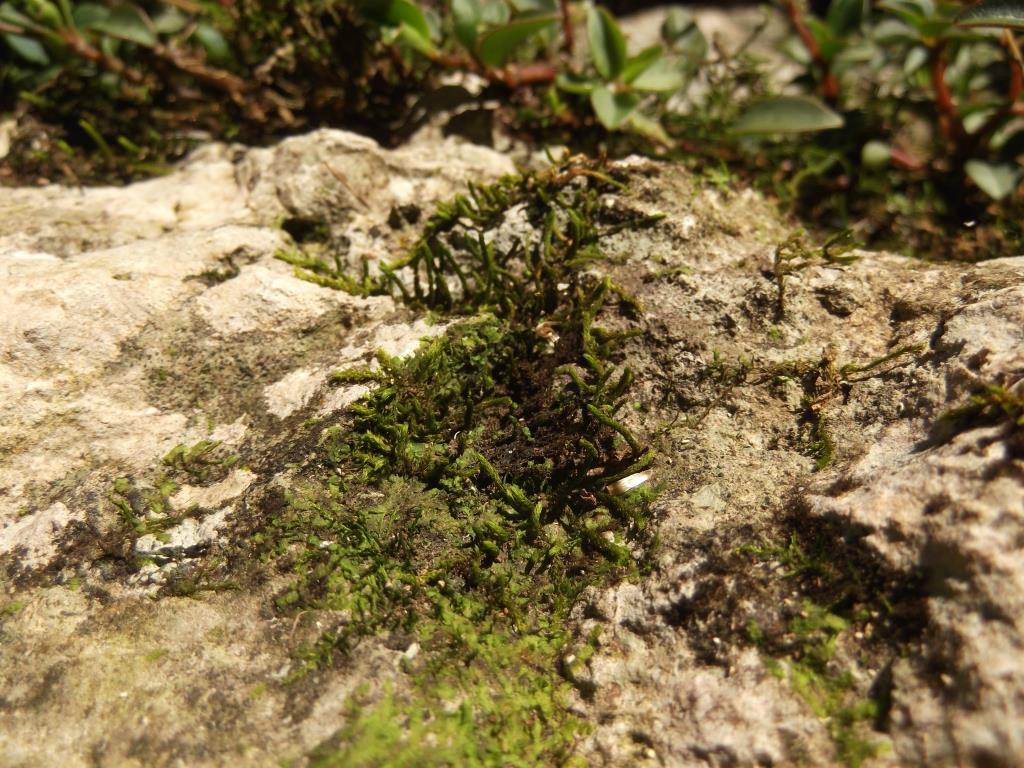 Erpodiaceae