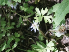 Hydrophyllum capitatum