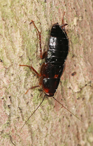 Uhler's Wood Cockroach photo 4