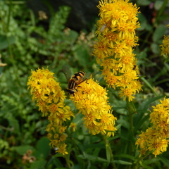 Helophilus neoaffinis