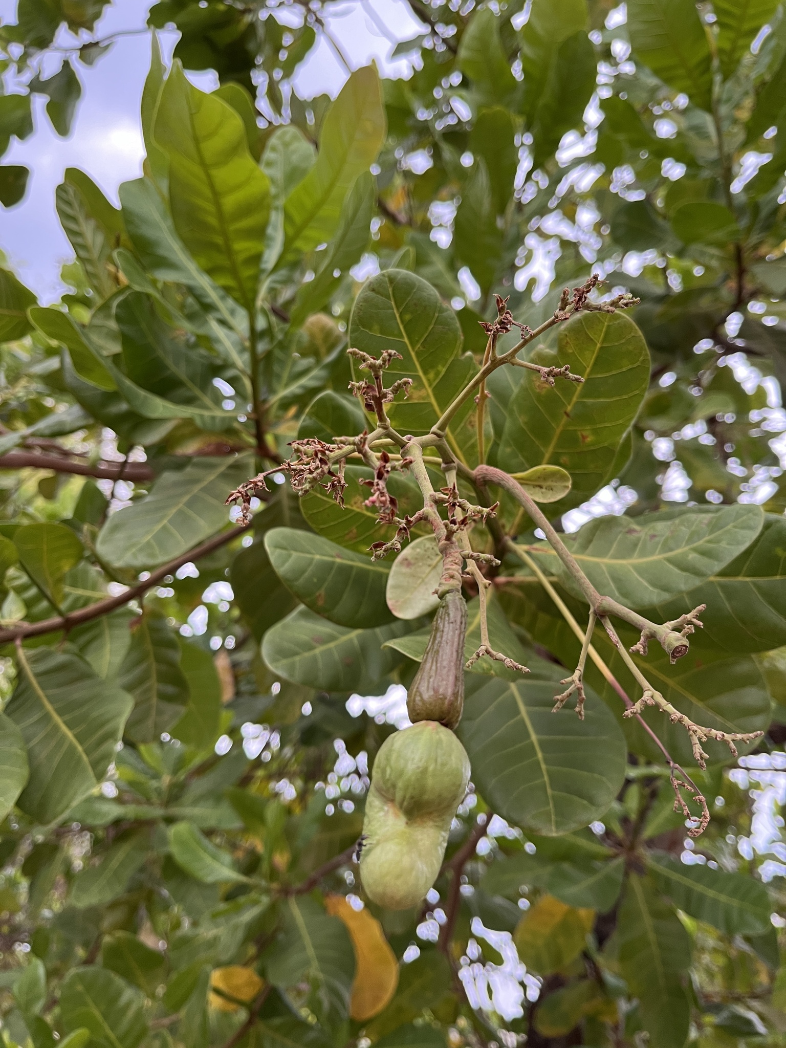 Anacardium occidentale