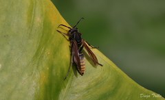 Polistes cinerascens