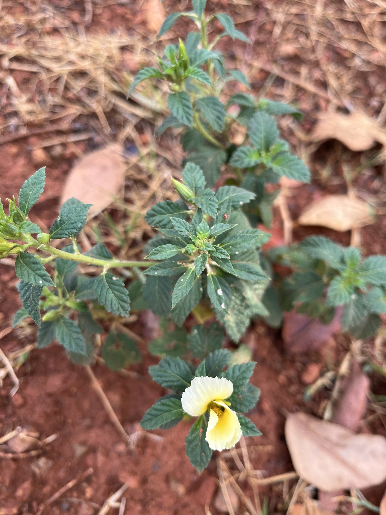 Turnera subulata