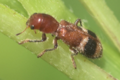 Enoclerus rosmarus