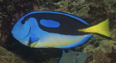 Palette Surgeonfish photo 4