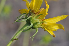 Helianthus cusickii