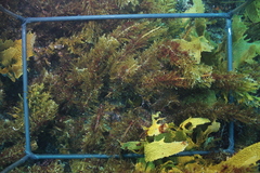 Carpophyllum plumosum