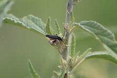 Stenosphenus sobrius