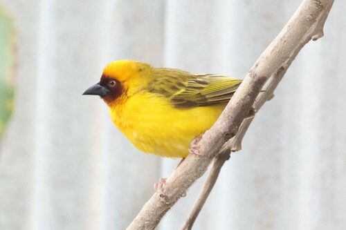 Rüppell's Weaver (Ploceus galbula), photo 4