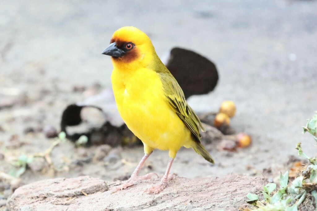 Rüppell's Weaver photo