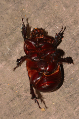 Xyloryctes corniger