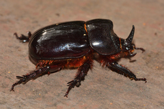 Xyloryctes corniger