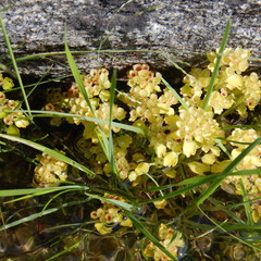 Chrysosplenium tetrandrum