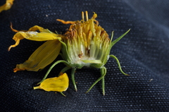 Helianthus cusickii