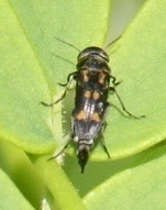 Hoshihananomia octopunctata