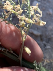 Astragalus johannis-howellii