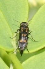 Hoshihananomia octopunctata