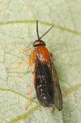 Xylophagidae