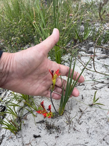 Image of Babiana ringens by (c) Charleen Brunke, some rights reserved (CC BY)