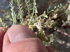 Astragalus johannis-howellii