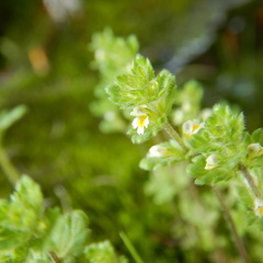 Euphrasia subarctica