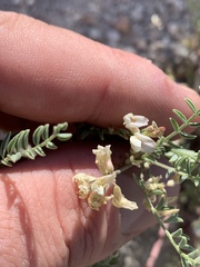 Astragalus johannis-howellii
