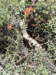 Castilleja applegatei pinetorum