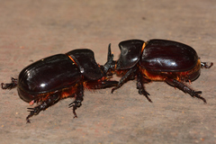 Xyloryctes corniger