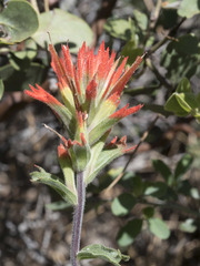 Castilleja applegatei pinetorum