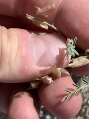 Astragalus johannis-howellii