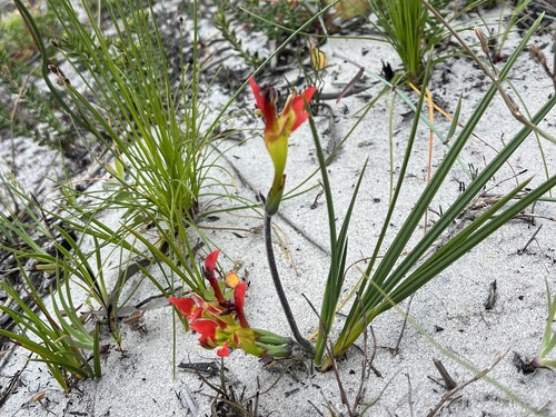 Image of Babiana ringens by (c) Charleen Brunke, some rights reserved (CC BY)