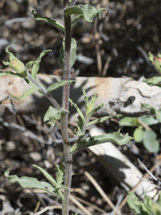 Castilleja applegatei pinetorum