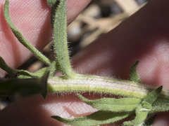 Castilleja applegatei pinetorum