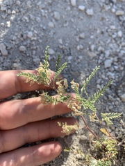 Astragalus johannis-howellii
