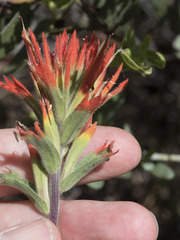 Castilleja applegatei pinetorum