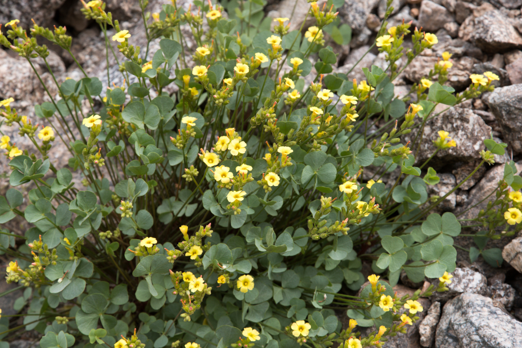 Oxalis squarrosa