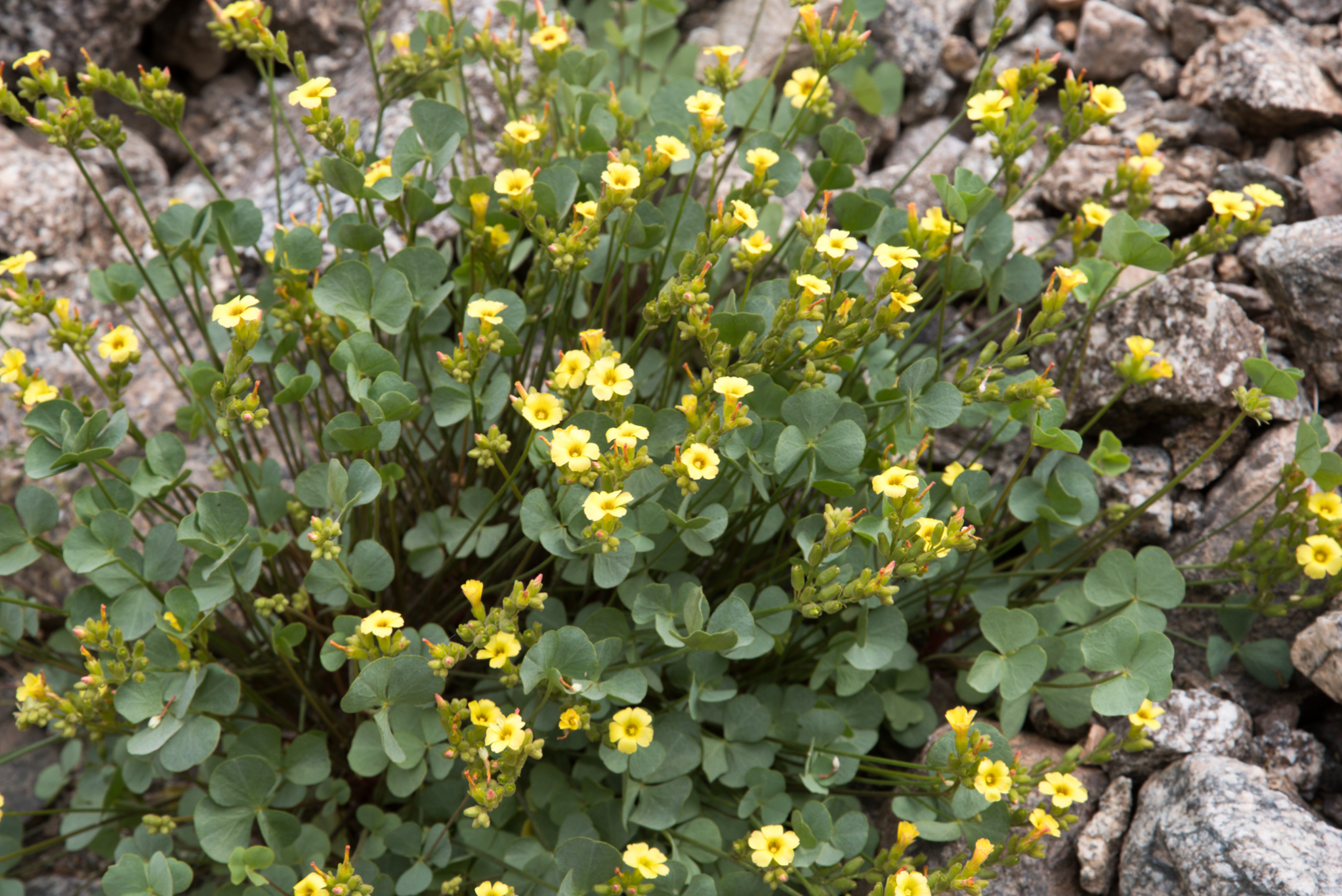 Oxalis squarrosa Barnéoud