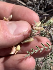 Astragalus johannis-howellii