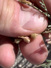 Astragalus johannis-howellii